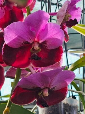 Orquídea Vanda Divana Pink Maroon em floração com flores rosa e bordô