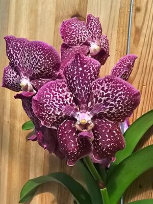 Vanda Sumathi Copper Red