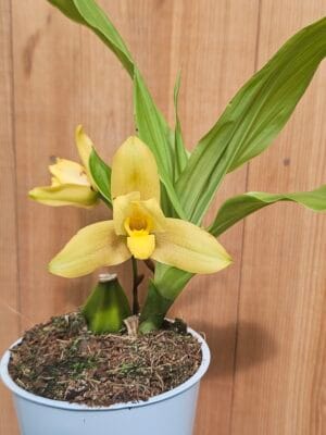 Orquídea exótica Lycaste Jason x Lyc. macrophylla f. pincelada em floração com detalhes no labelo