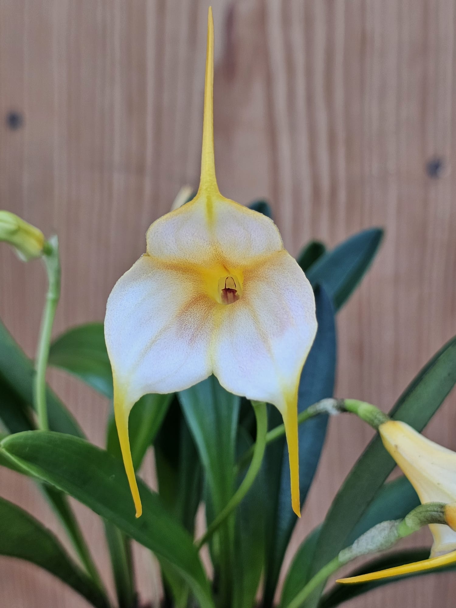 Masdevallia Pastell em floração vibrante e delicada com sépalas alongadas em tons suaves