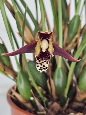 Maxillaria tenuifolia