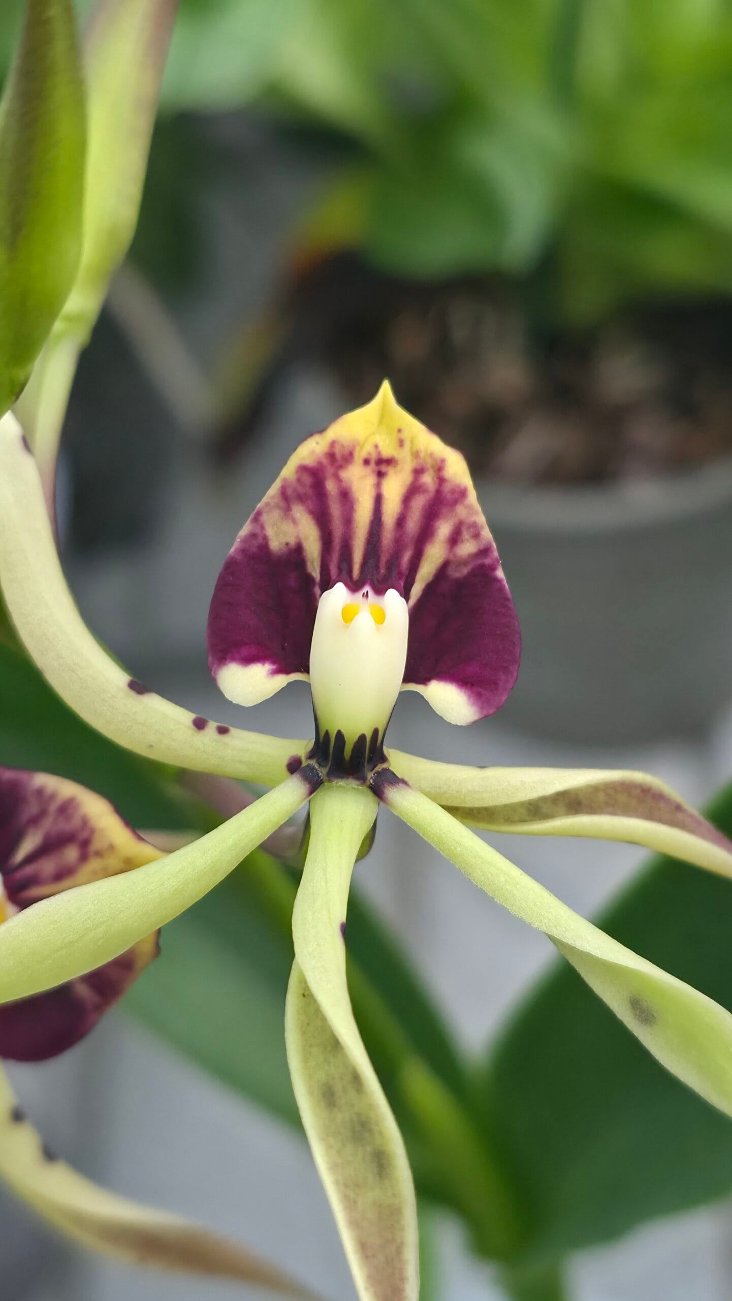 Prosthechea cochleata