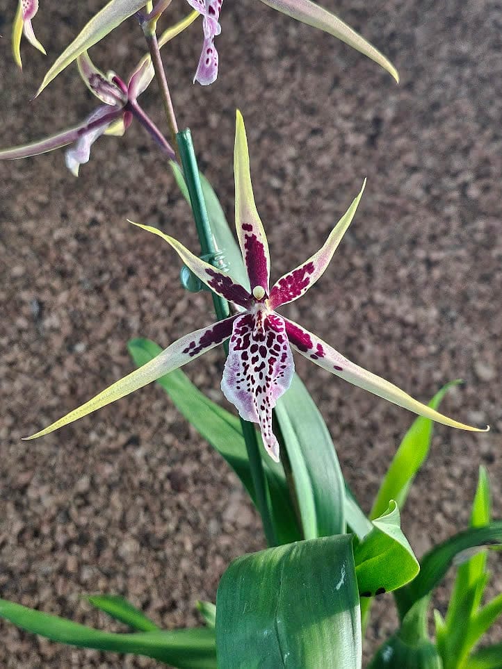 Orquídea aranha Brassia Verona com hastes florais longas e pétalas pontiagudas amarelas e castanhas