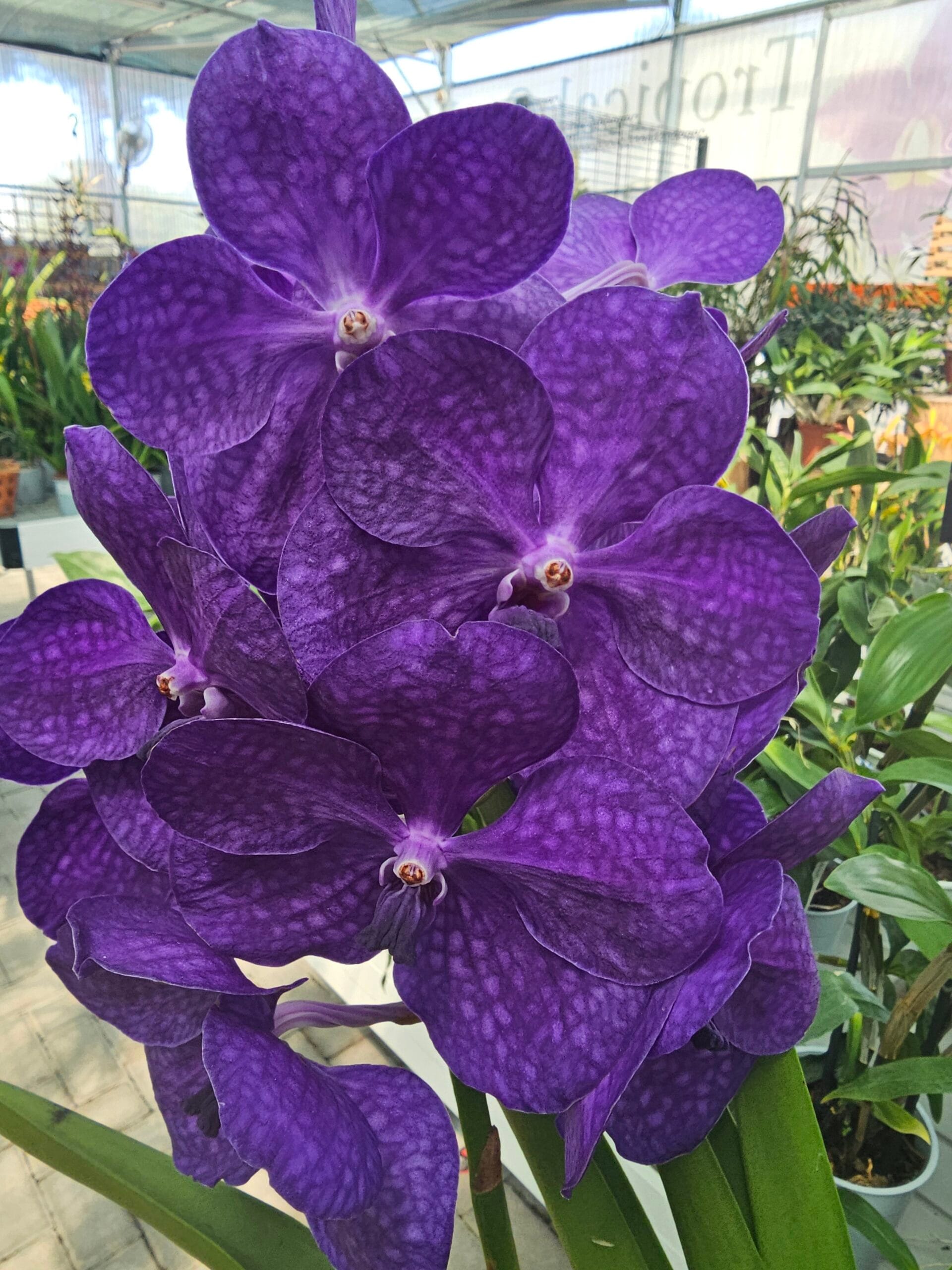 Vanda Nitaya Vivid Violet