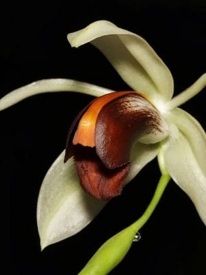 Coelogyne usitana