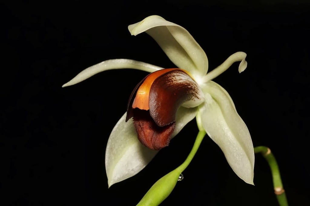 Coelogyne usitana