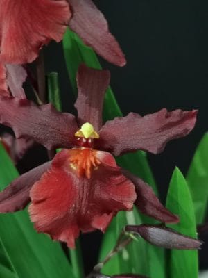 Colmanara Alkmaar orquídea exótica em floração abundante com flores vibrantes e elegantes