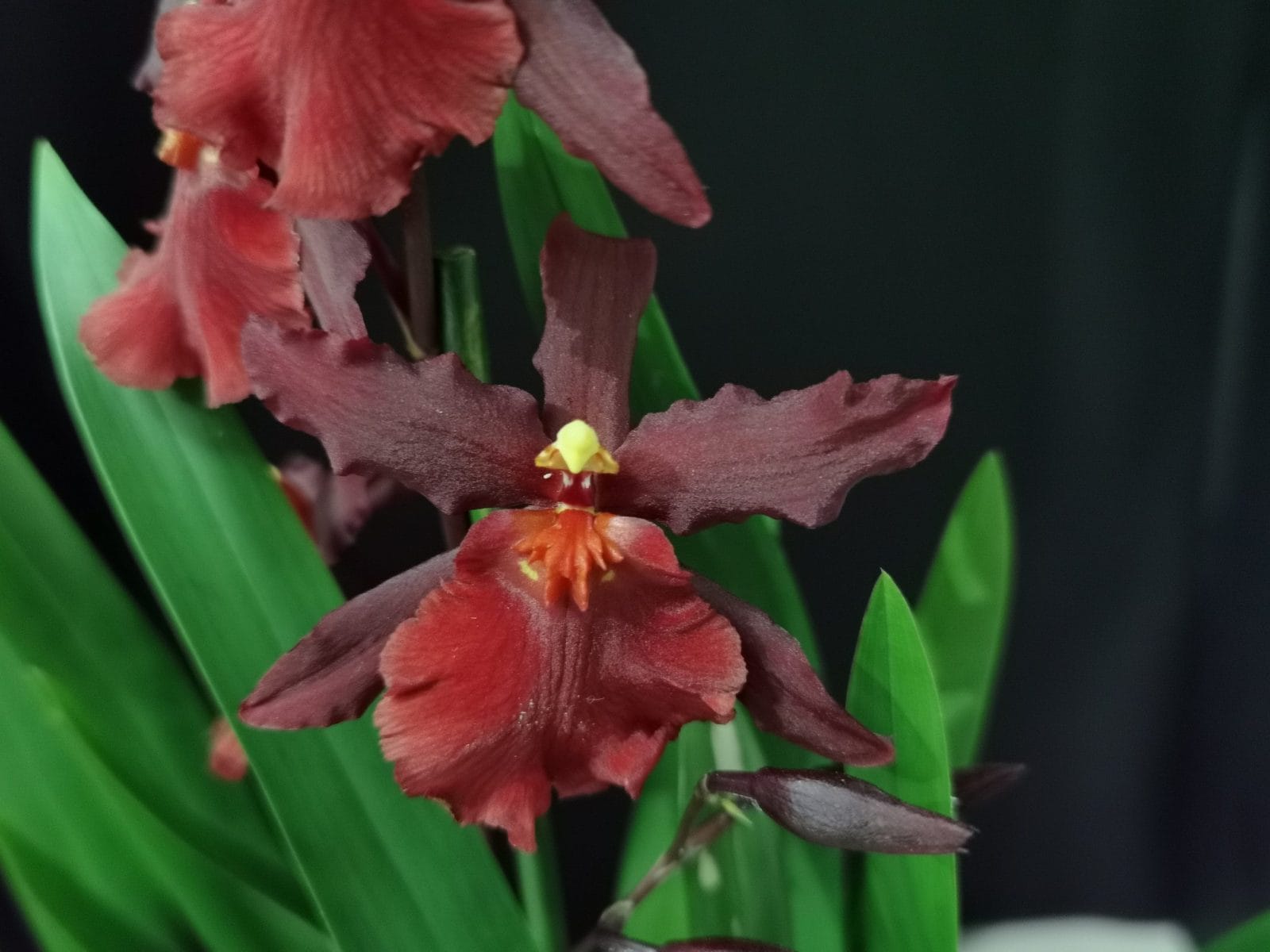 Colmanara Alkmaar orquídea exótica em floração abundante com flores vibrantes e elegantes