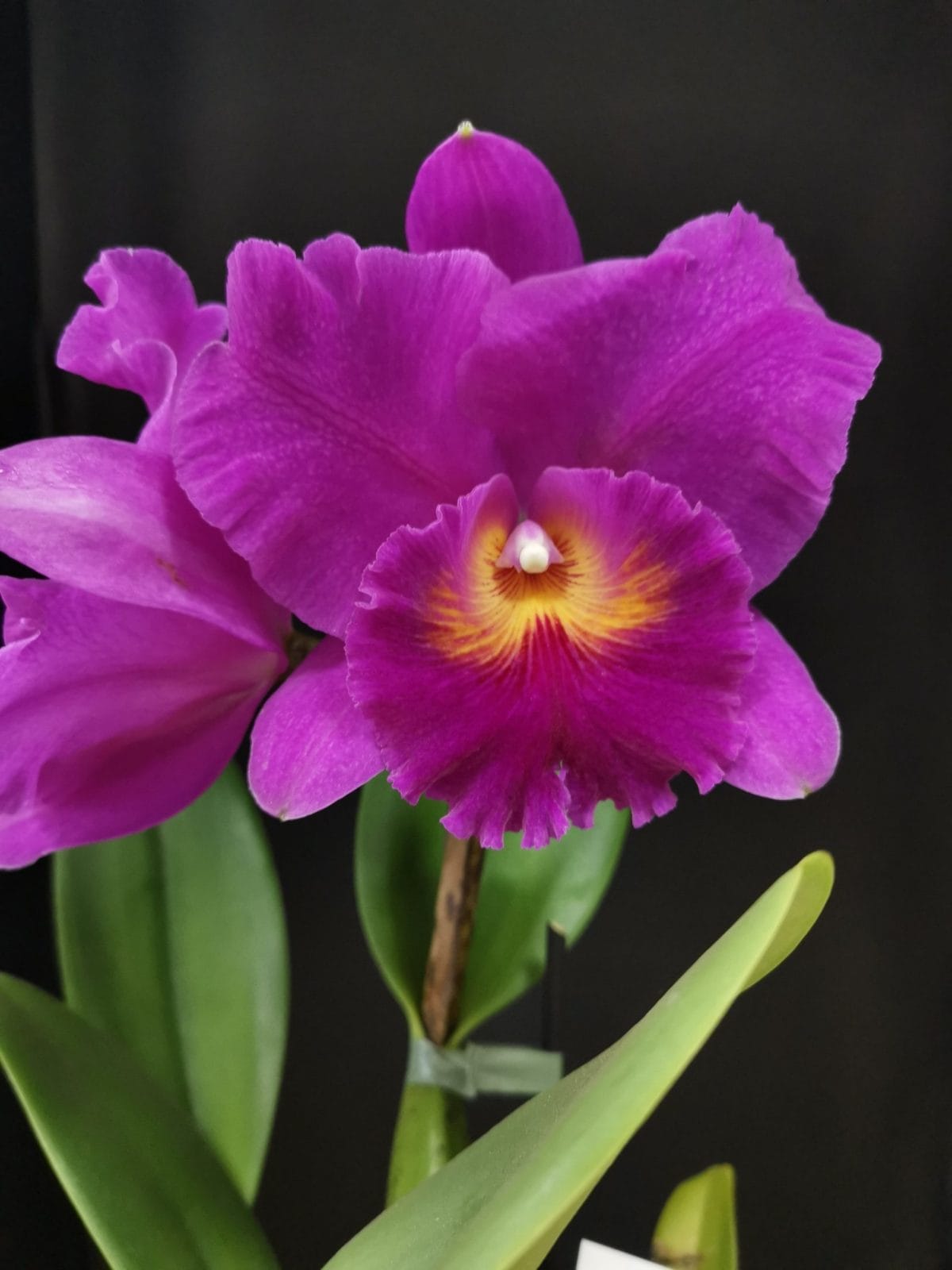 RLC. Mitsuo Aktsuka ‘Volcano Queen’