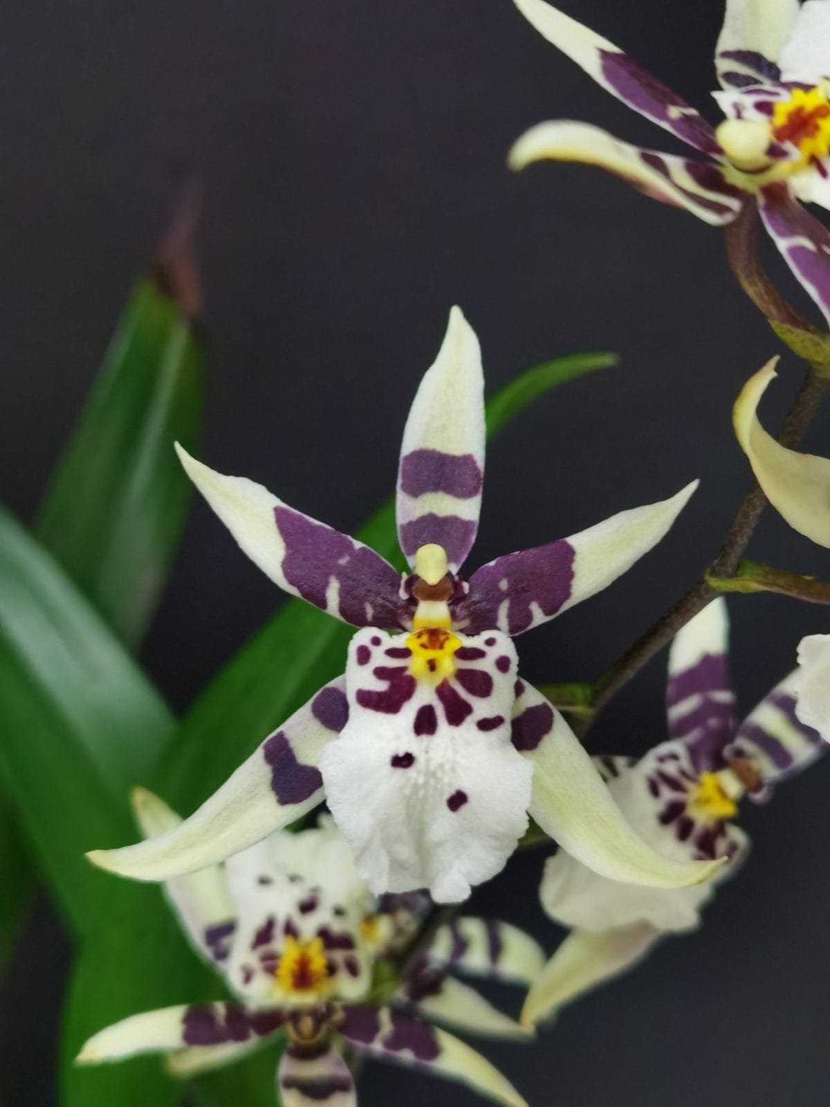 Orquídea Oncidium Titanium Treasure White em floração com delicadas flores brancas e amarelas