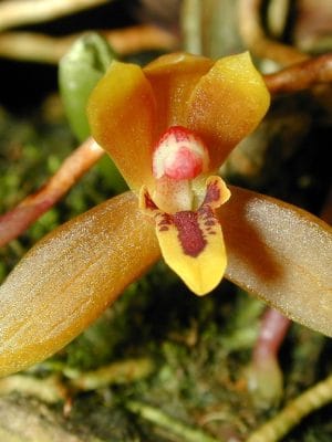 Maxillaria tenuibulbon