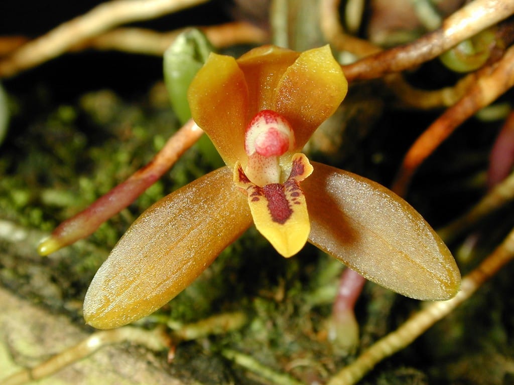 Maxillaria tenuibulbon