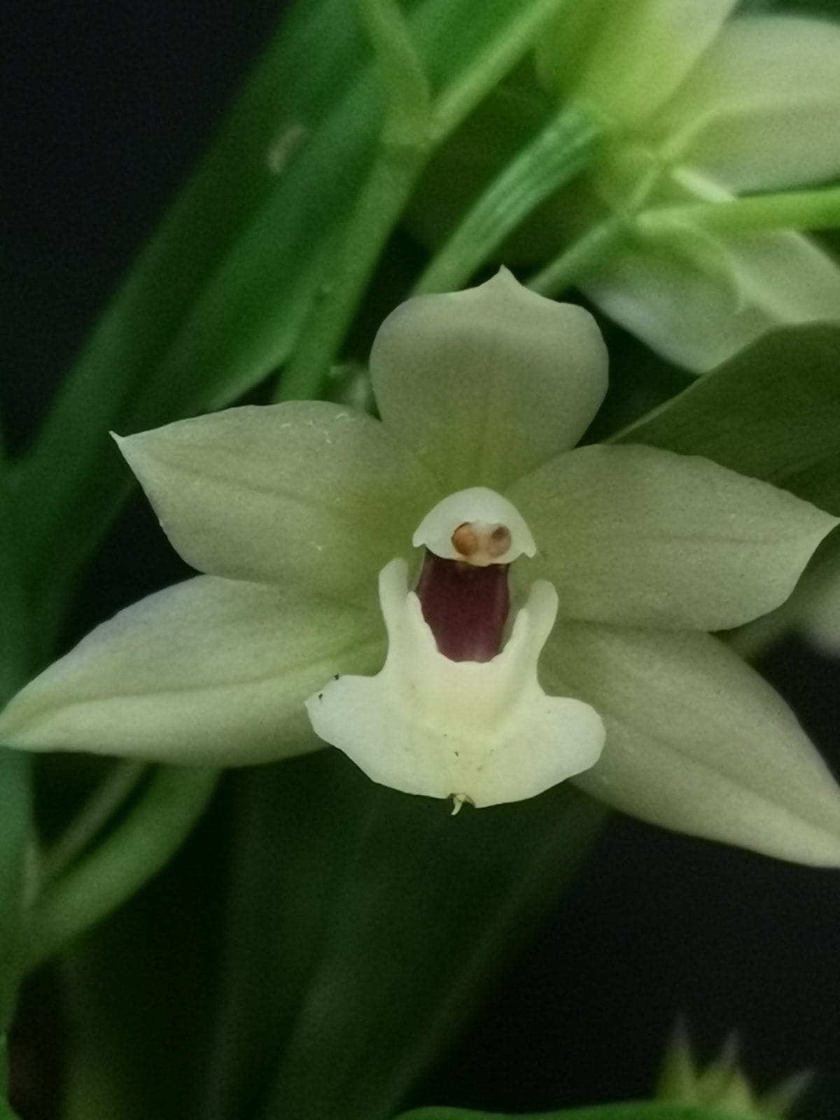 Paradisanthus Hibride