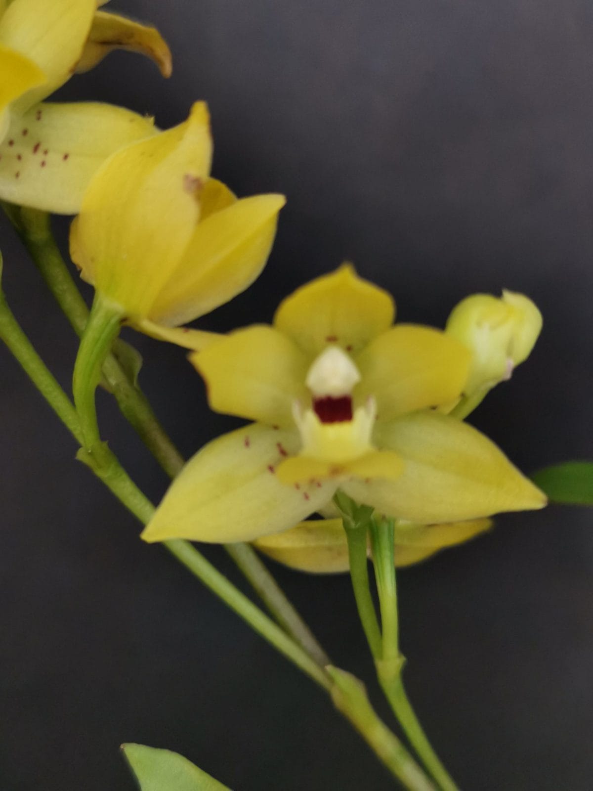 Promenaea Hibrid
