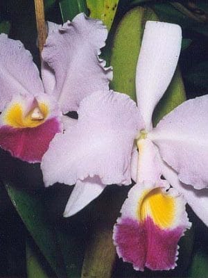Cattleya trianae