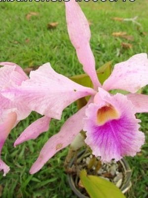 Rlc albanensis