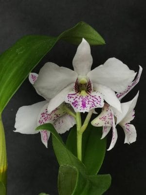 Dendrobium eximium x rhodostictum