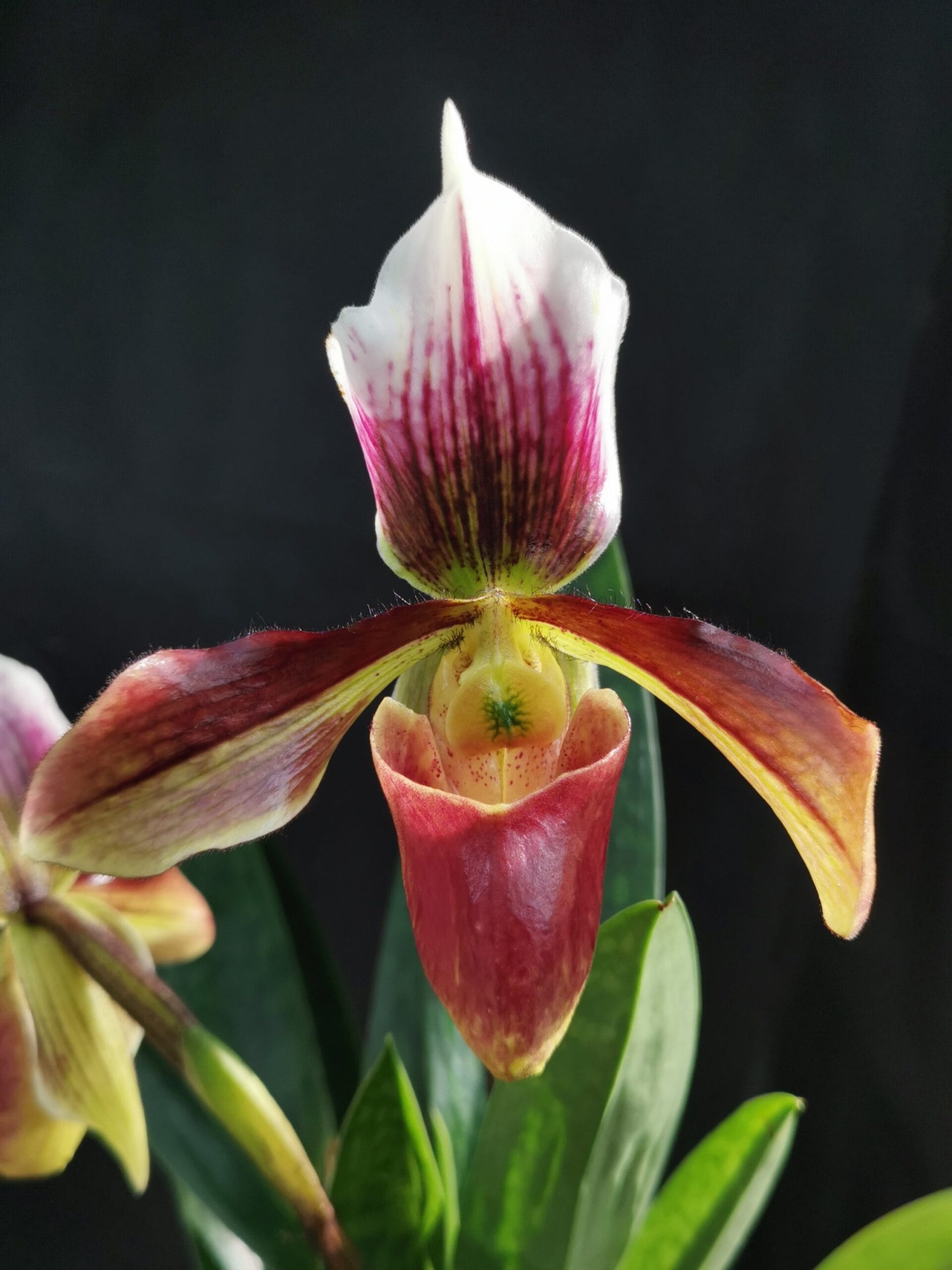 Paphiopedilum Winchilla