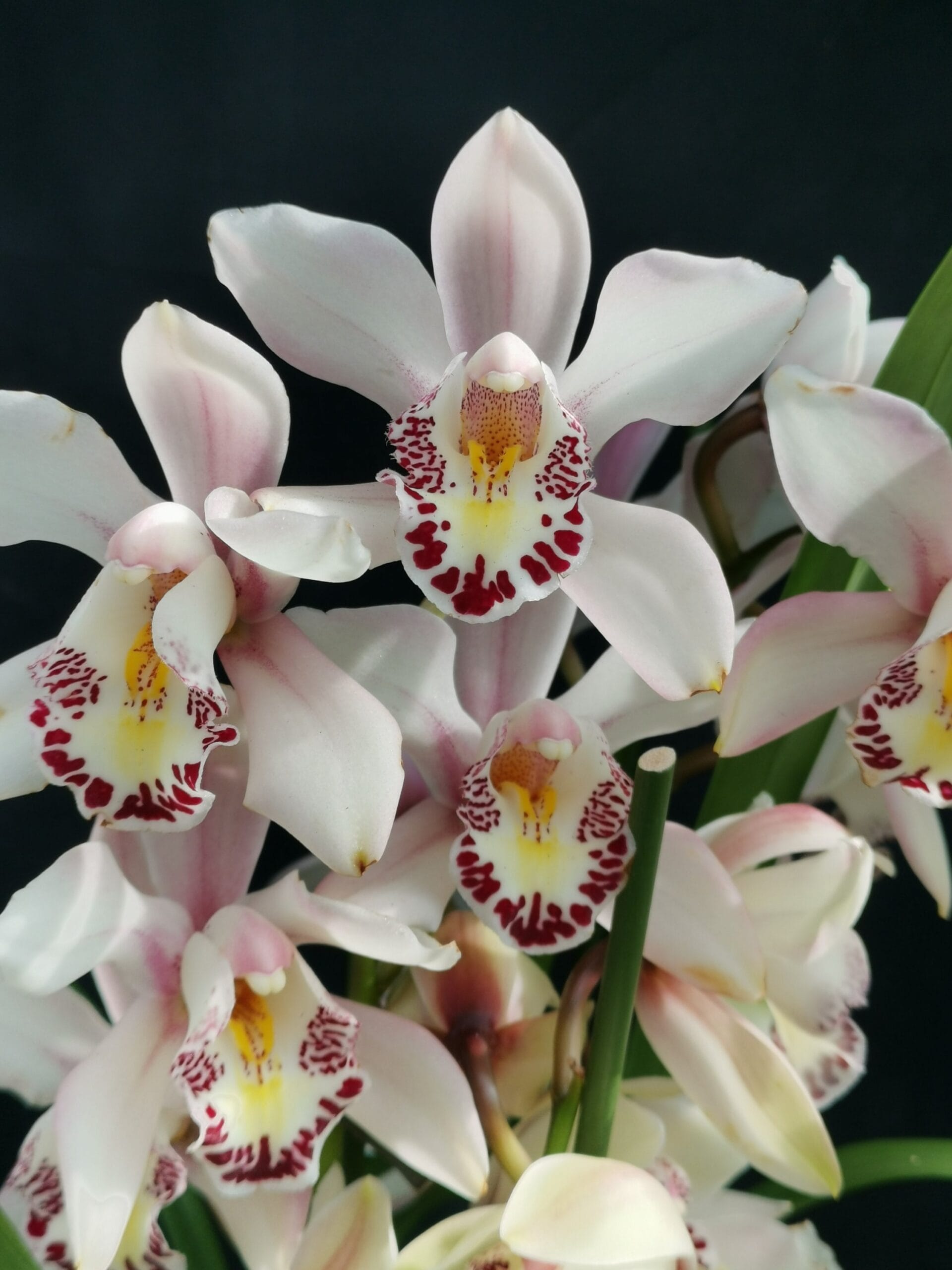 Cymbidium Cream
