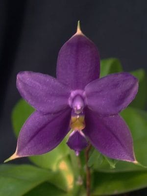 Orquídea Phalaenopsis violacea indigo com flores de tom azul-violáceo e perfume intenso