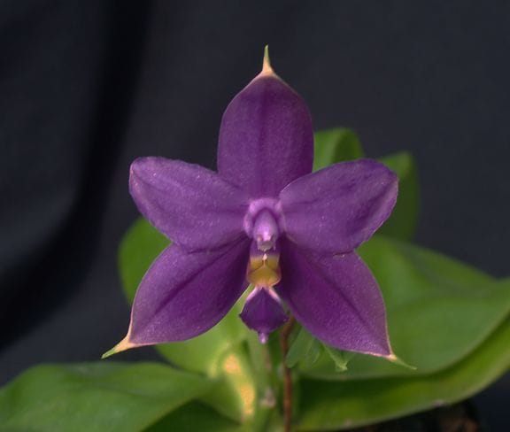 Orquídea Phalaenopsis violacea indigo com flores de tom azul-violáceo e perfume intenso