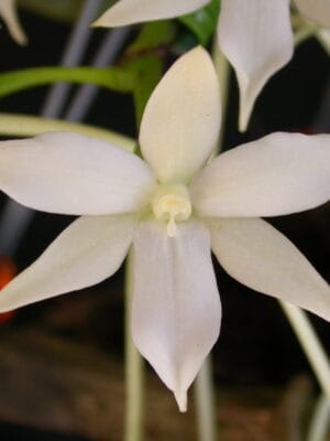 Aerangis articulata
