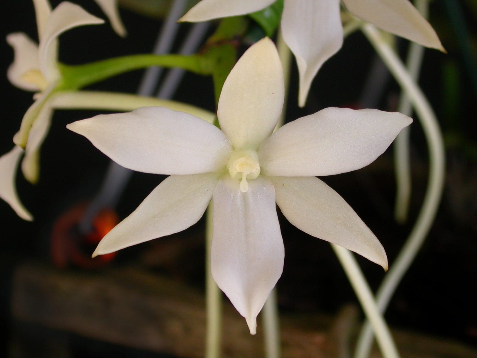 Aerangis articulata