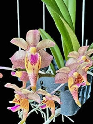 Aerides cootesii x Vanda flabellata