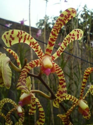 Arachnis flos-aeris