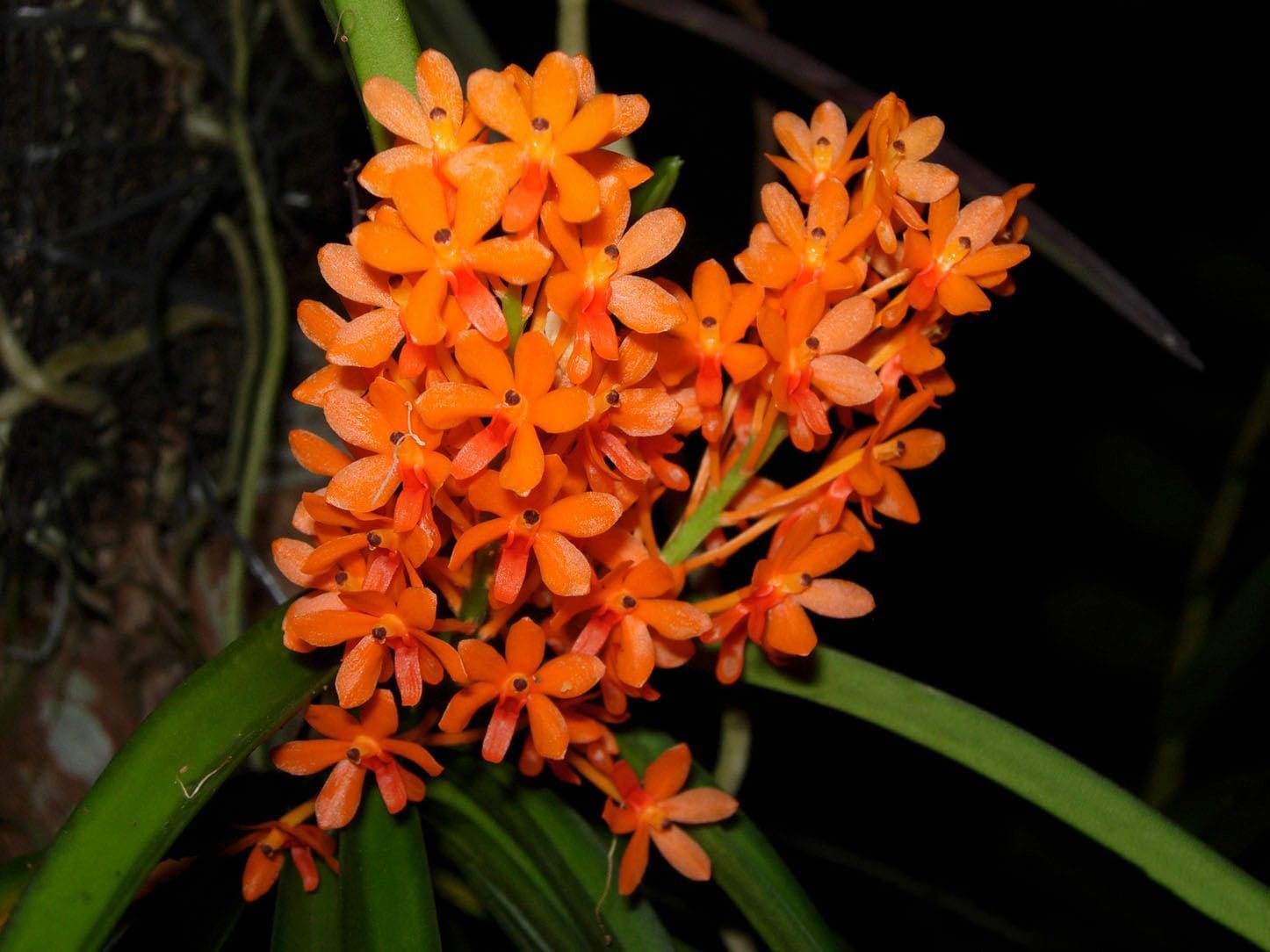 Ascocentrum aurantiacum