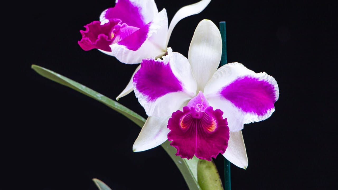 Blc. Remo Prado