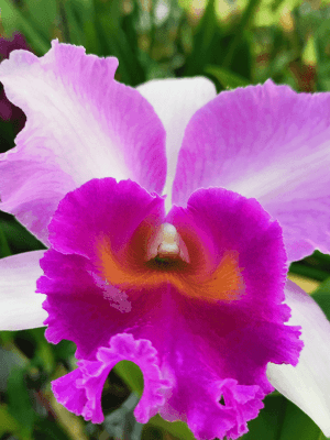 BLC. Rose Diamond