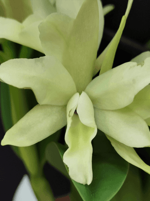 Blc. Sonnenberg Hibrid #9105
