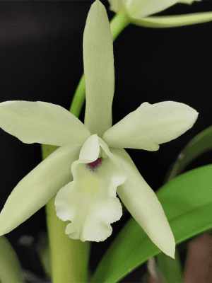 Blc. Sonnenberg Hibrid #9107