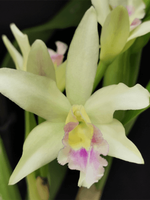 Blc. Sonnenberg Hibrid #9108