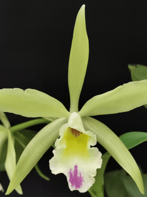 Blc. Sonnenberg Hibrid #9114
