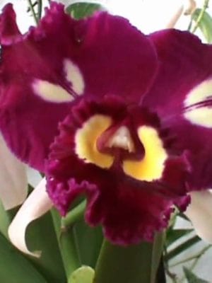 Blc. Chinese Beauty