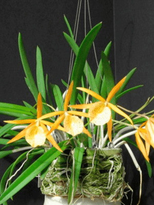 Orquídea Brassocattleya Yellow Bird em floração amarela perfumada à noite