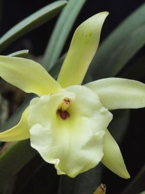 Orquídea Brassavola glauca com flores brancas e perfume noturno em floração