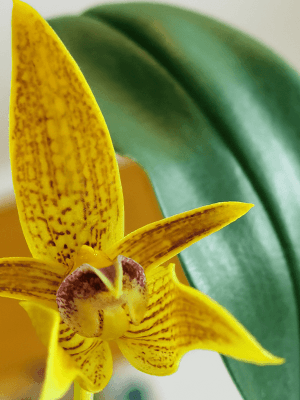 Bulbophyllum claptonense