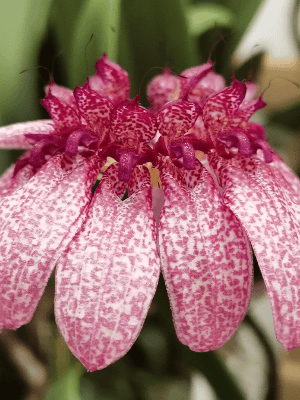 Orquídea botânica Bulbophyllum eberhardtii em floração com umbela de flores avermelhadas
