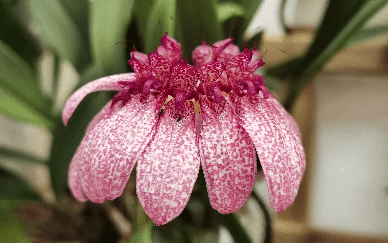 Orquídea botânica Bulbophyllum eberhardtii em floração com umbela de flores avermelhadas