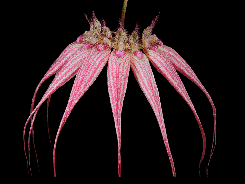 Bulbophyllum Elizabeth Ann Buckleberry em floração exuberante com longas sépalas avermelhadas em leque