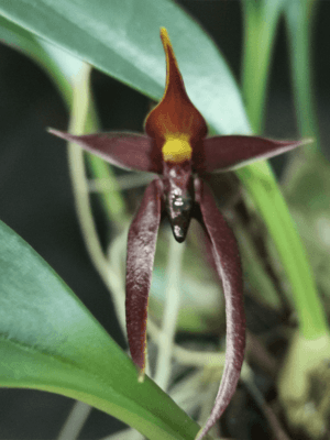 Bulbophyllum levanae
