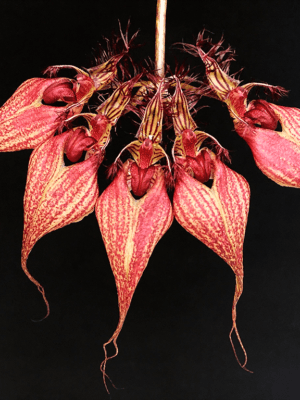 Bulbophyllum rothschildianum em floração com leque de flores avermelhadas e sépalas alongadas