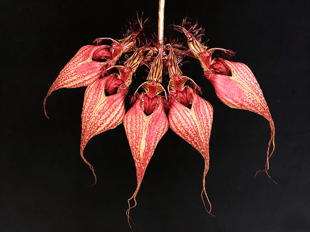 Bulbophyllum rothschildianum em floração com leque de flores avermelhadas e sépalas alongadas