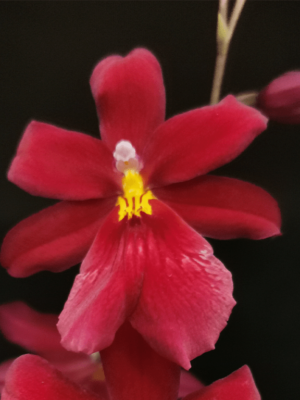 Orquídea Cambria Nelly Isler Red Velvet com flores intensely vermelhas e labelo matizado