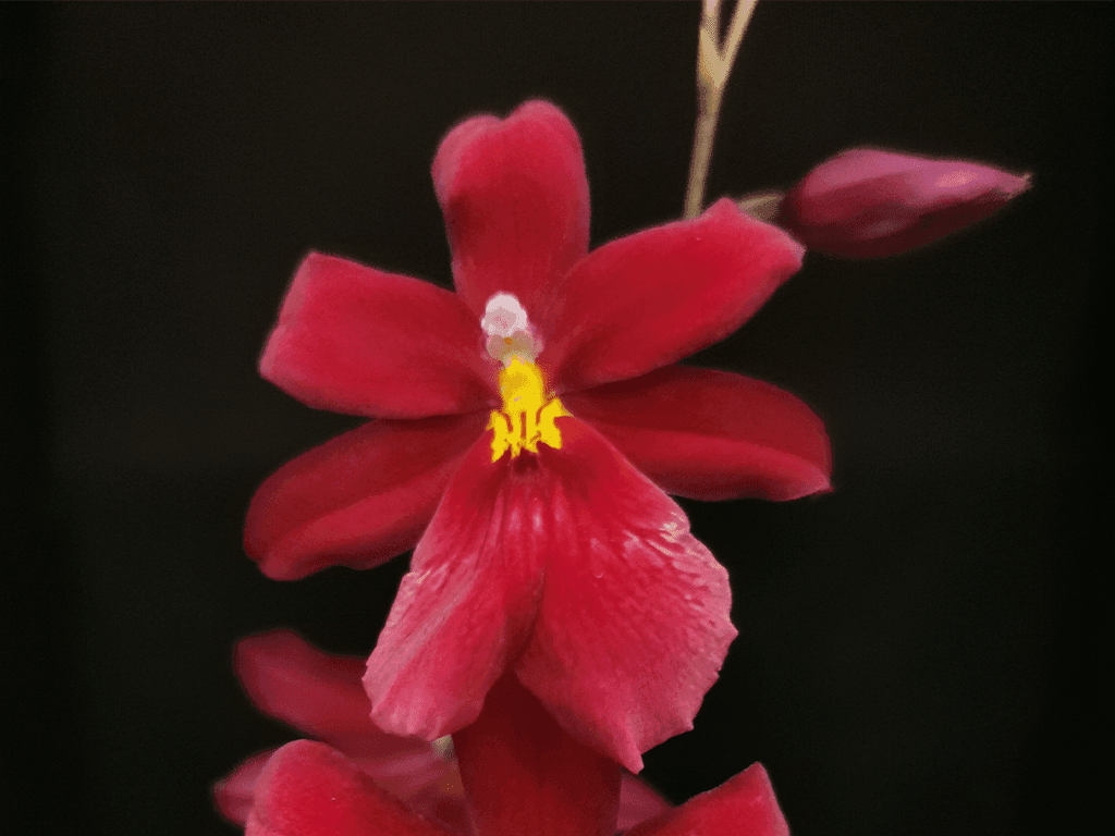 Orquídea Cambria Nelly Isler Red Velvet com flores intensely vermelhas e labelo matizado