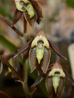 Catasetum gnomus