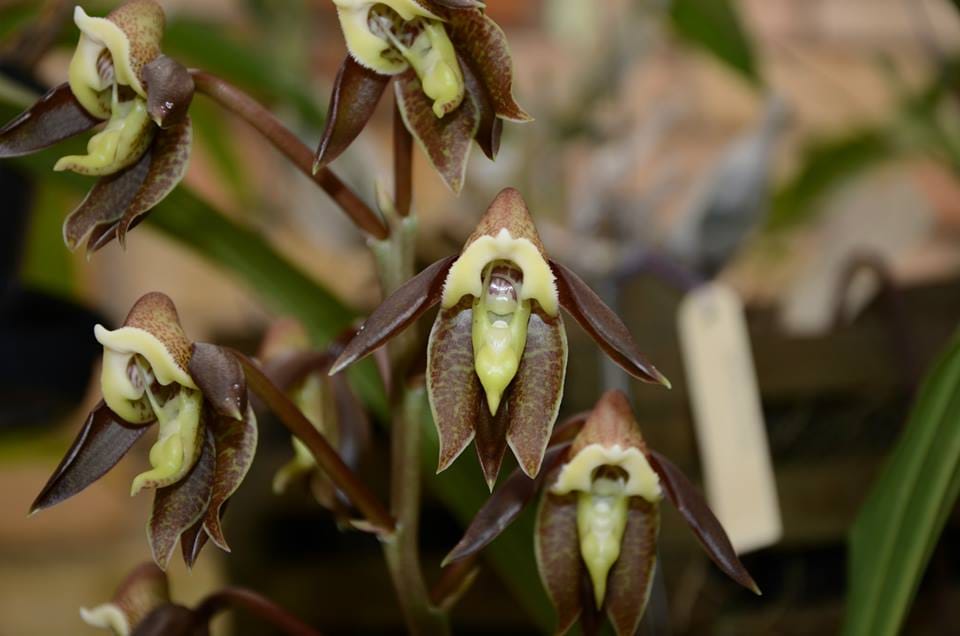 Catasetum gnomus